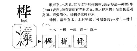 樺字五行|桦字的五行属性